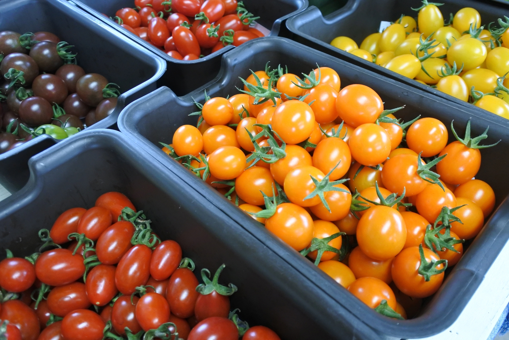 ※甘いトマトさま専用※　【新品未使用】リファ　ダーマヒート