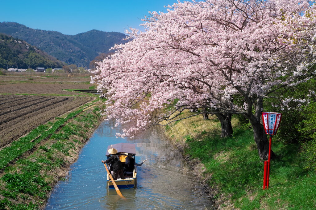 西の湖周辺の水路に咲く桜