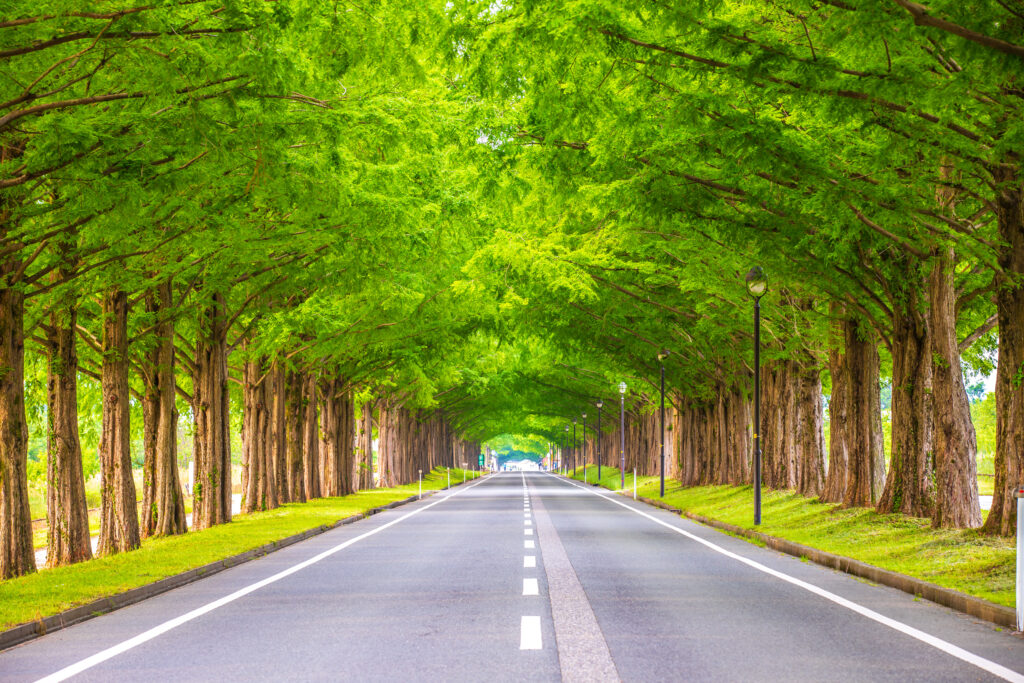 メタセコイア並木