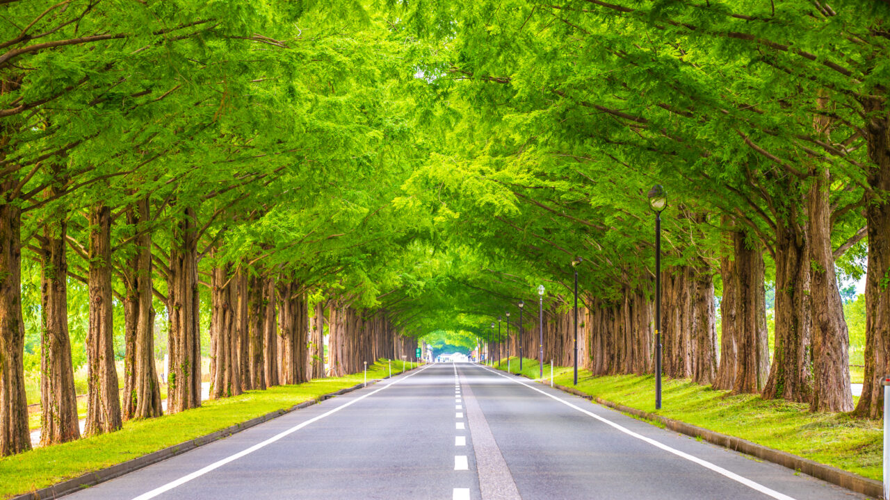 メタセコイア並木