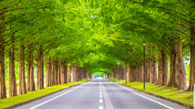 メタセコイア並木