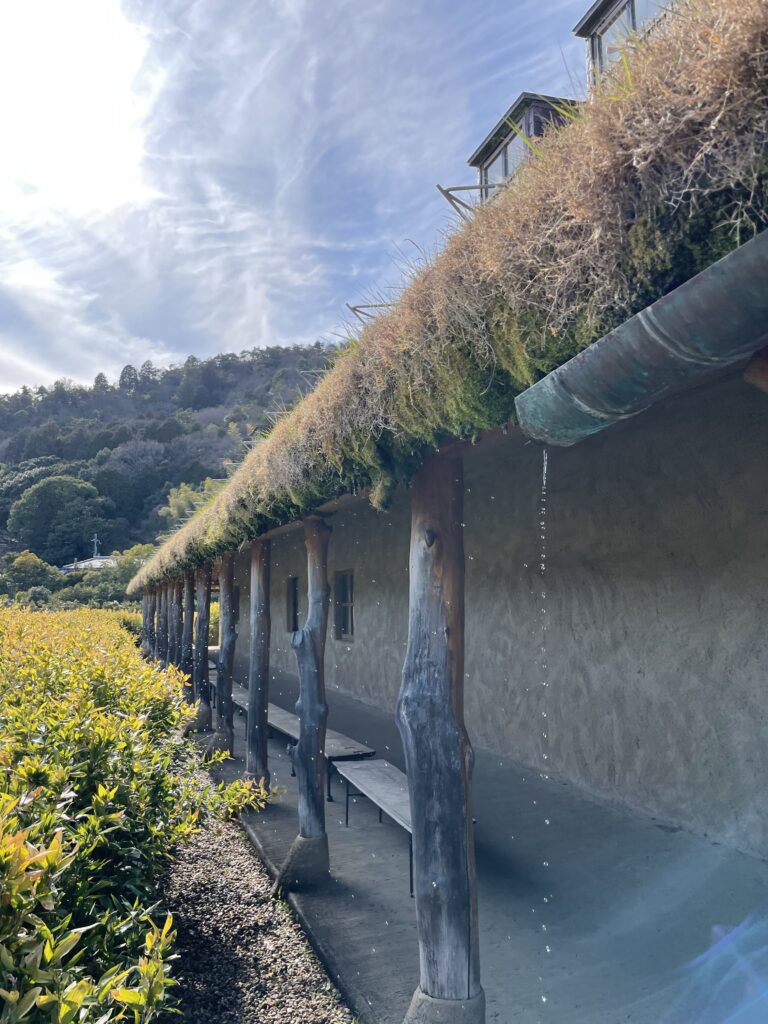 ラコリーナの草屋根からしたたる水