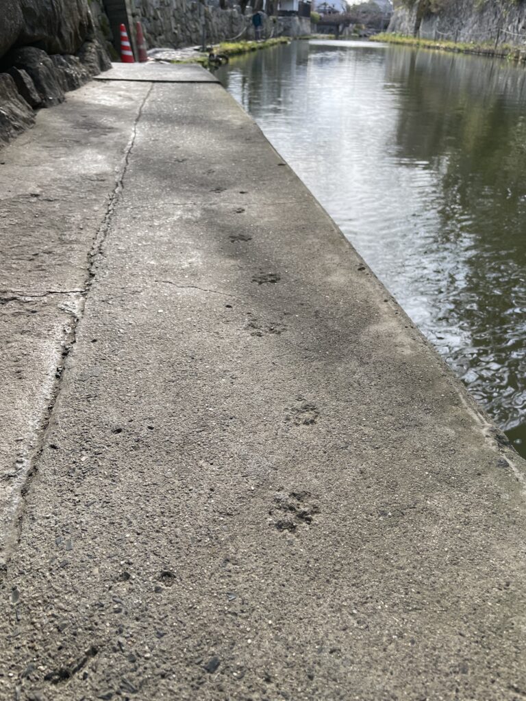 八幡掘に残る猫ちゃんの足跡