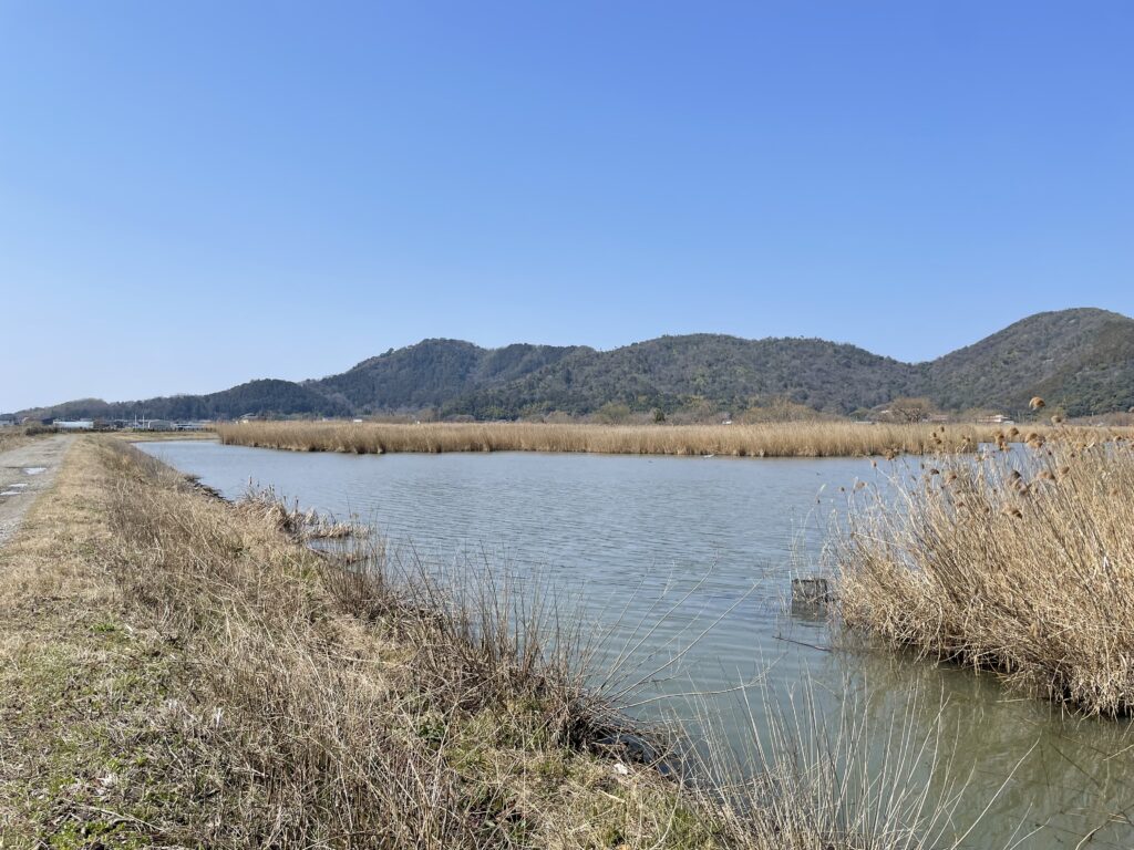 ヨシの広がる西の湖