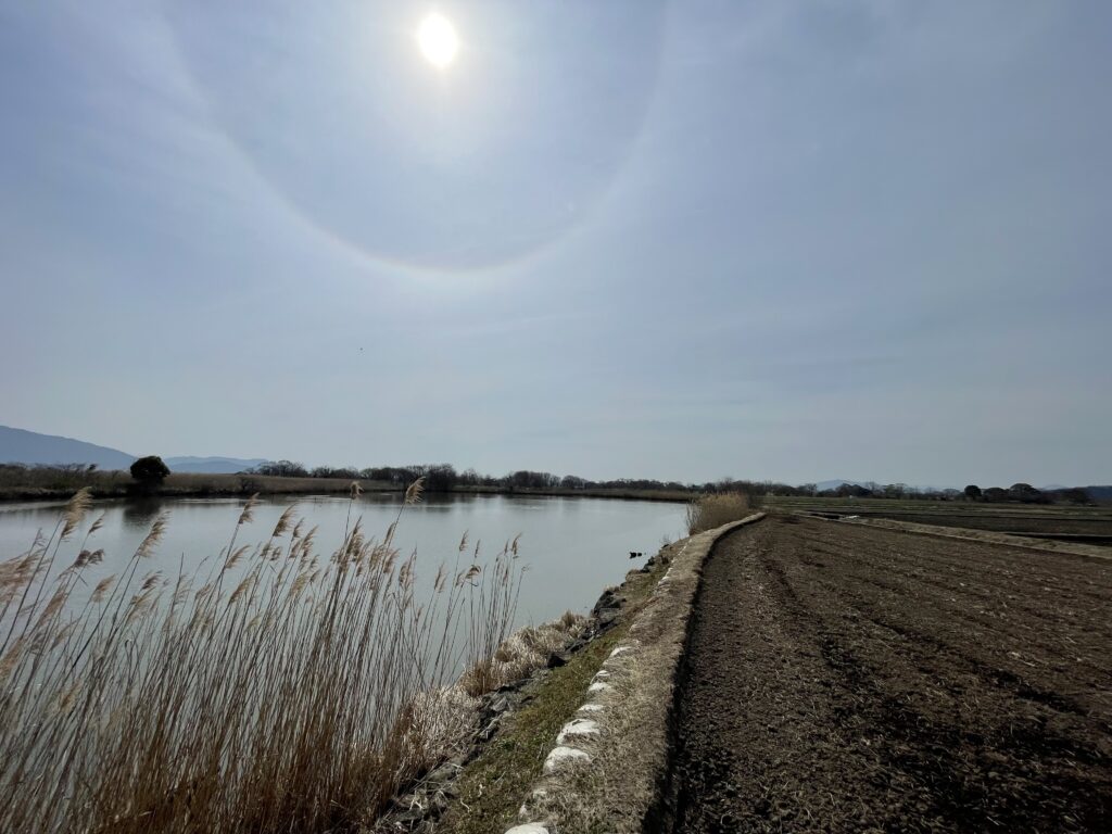 ヨシが広がる西の湖
